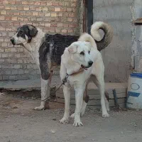 سگ پژدر|سگ|میاندوآب, |دیوار