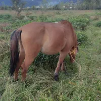 فروش اسب باری و سواری