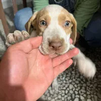 واگذاری سگ پوینتر شکاری المانی