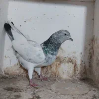 کبوتر|پرنده|مینودشت, |دیوار