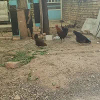 مرغ و جوجه