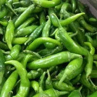 تمام وسایل ترشی به قیمت سرزمین|خوردنی و آشامیدنی|تاکستان, |دیوار