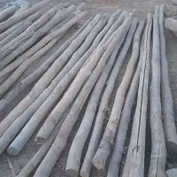 چوب سقفی (تیجه )|عمده‌فروشی|مشهد, شهرک صنعتی مشهد|دیوار