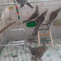 فروش جوجه عروس هلندی