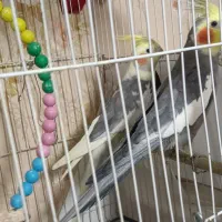 عروس هلندی کار داده|پرنده|مشهد, شهرک مهرگان|دیوار