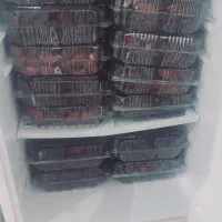 تازه برداشت کردم