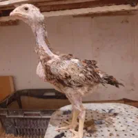 جوجه لاری