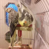 عروس هلندی جفت