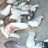 تعداد ۱۵جفت کبوتر بفروش میرسد