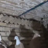 کله الماسی|پرنده|تربتحیدریه, حاجی یار|دیوار