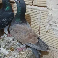 کبوتر زاهدان