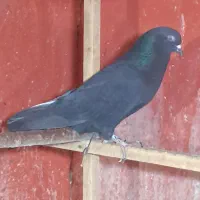 کبوتر گرفتنی