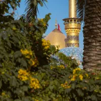 کبوتر پیدا شده