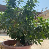 گل بونسای|گل و گیاه طبیعی|اصفهان, کشاورزی|دیوار