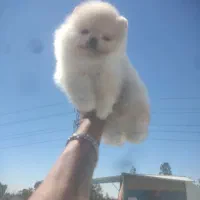 پامرانین عروسک