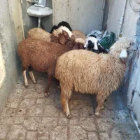 6عددبره ماده جفتی 22 ملیون مقتوع|حیوانات مزرعه|مریوان, |دیوار