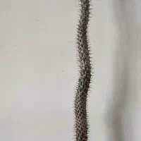 گل نخل ماداگاسکار ۱۶۵ سانتی متری