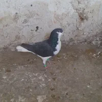 کفتر|پرنده|چناران, |دیوار