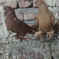 کفترترکیه|پرنده|تبریز, |دیوار