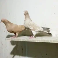 کله ای نامبروان