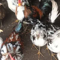 نیمچه‌گلین‌خروس|حیوانات مزرعه|رشت, پل تالشان|دیوار