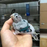 جوجه‌ گرینچیک و جوجه مرغ عشق پروانه ای