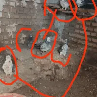 تعداد کبوتر به فروش میرسد