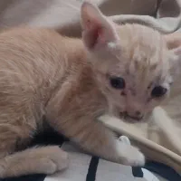 گربه گمشده در شاوور