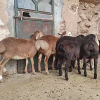 بره اصیل و ۲قلو چینی|حیوانات مزرعه|کوهدشت, |دیوار