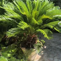 سیکاس نر