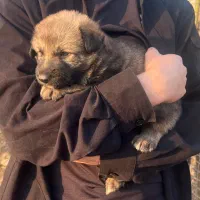 سگ ژرمن|سگ|بندر انزلی, تختی|دیوار