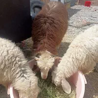 بره نرو ماده