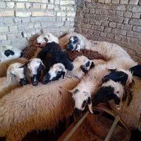 میش آبستن سبک و سنگین|حیوانات مزرعه|اردکان, |دیوار