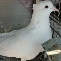 کبوتر|پرنده|شیراز, شهرک صادقیه|دیوار