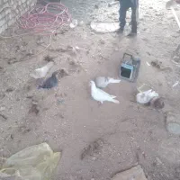 کبوتر سبز.سفید.اوگن.زاغ.سار