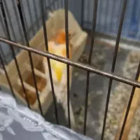 یک عدد قناری ماده آماده