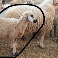 میش و بره ماده ۳ماه|حیوانات مزرعه|کرمان, |دیوار