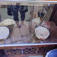 تراریوم برای خزنده مار