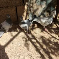 جوانه سبز المانی