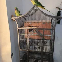 شاه طوطی