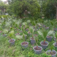 گل وگیاه بیرونی