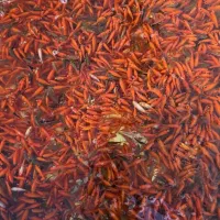 ماهی قرمز شب عید