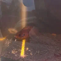 آکواریوم و ماهی|ماهی|نقده, |دیوار