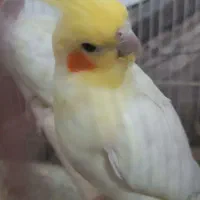 یک جفت عروس هلندی مولد چهار تخمی|پرنده|طبس, |دیوار