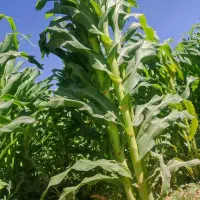 ذرت دامی بیشتر۲۰تن