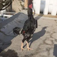 خروس‌اوشامو‌‌|حیوانات مزرعه|پیشوا, |دیوار