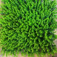 فروش و اجرای انواع گرینوال های استوایی وچمن مصنوعی