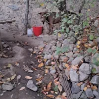 واگذاری|سگ|مشگین شهر, |دیوار