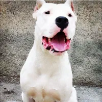 واگزاری سگ داگو نر