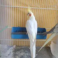 عروس هلندی جفت کار داده